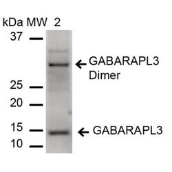 GABARAPL3 Antibody, Novus Biologicals 100 &mu;g | Buy Online | Novus Biologicals | Fisher Scientific